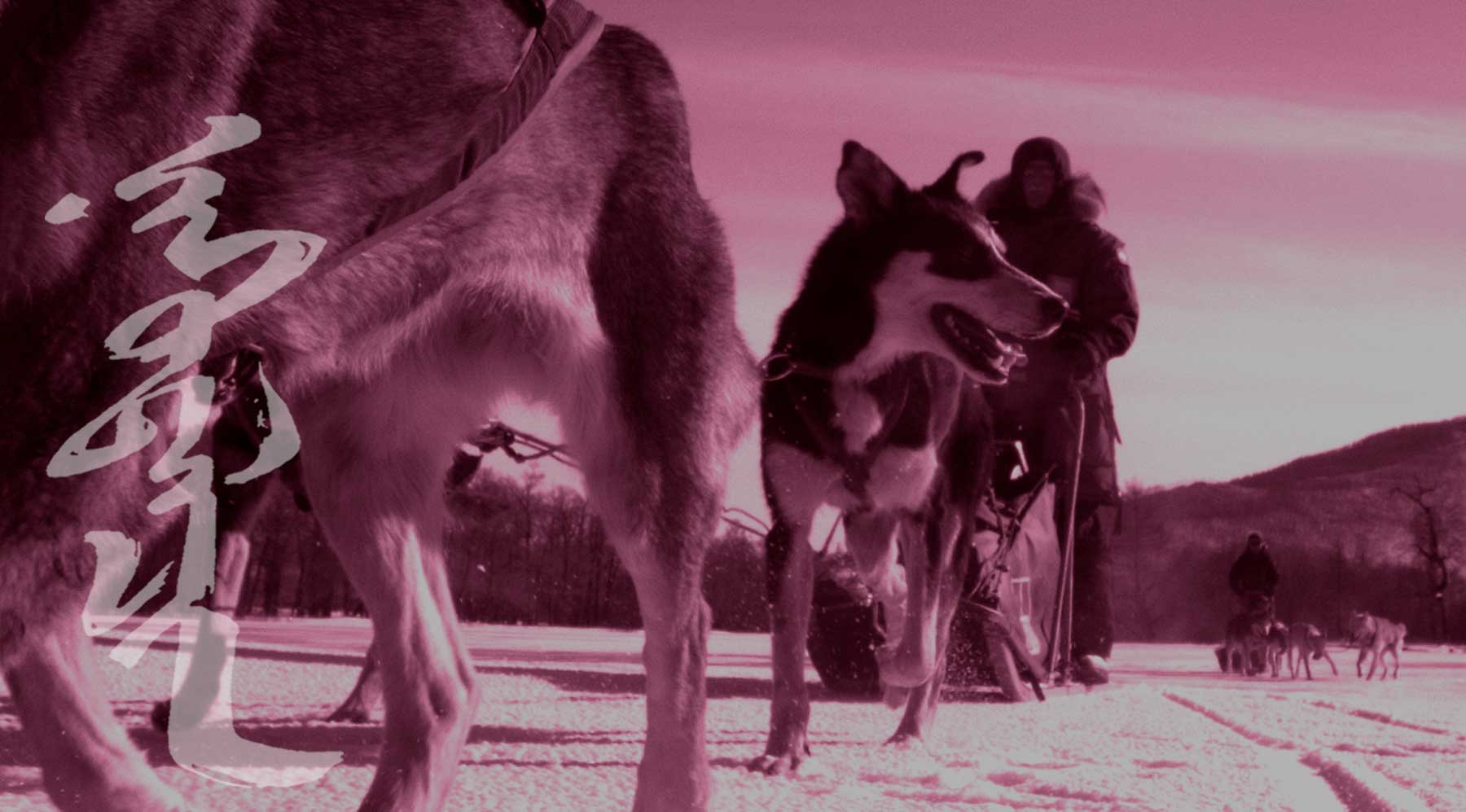 MONGOLIA TRAVEL PHOTOS - Dog Sledding Tours in Mongolia - Winter Travel - Mongolia Nomads Tours